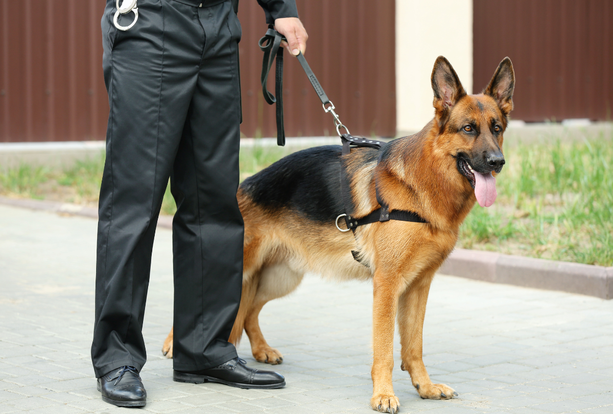 armourshieldsecurity-guard-dogs-and-handlers-services